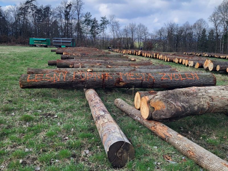 Dražba dreva Lesného podniku mesta Zvolen 