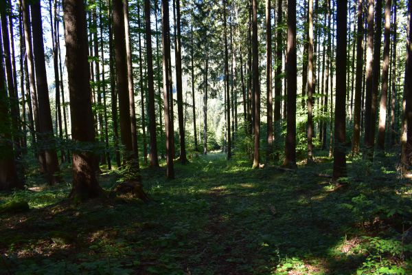 Ilustračn&eacute; foto Jozef Marko