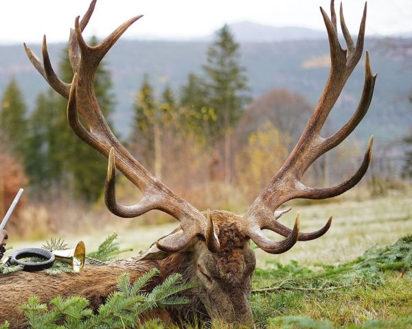 Ilustračn&eacute; foto: FB str&aacute;nka LESY SR 