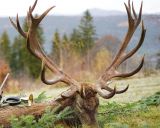 Ilustračné foto: FB stránka LESY SR 