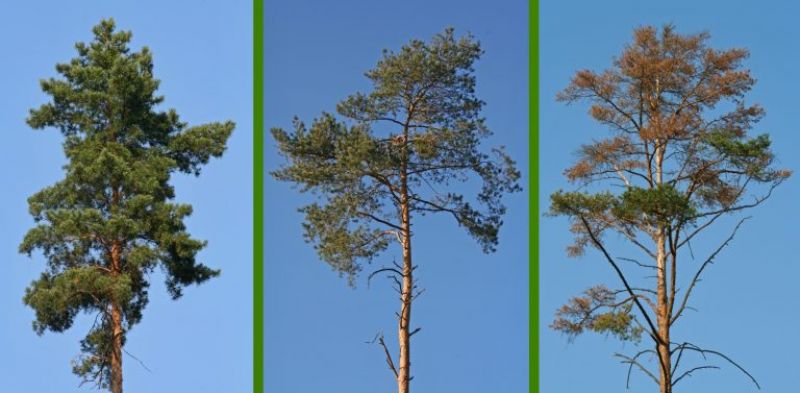 Defoliácia borovice - zľava 5%, 45% a 95%