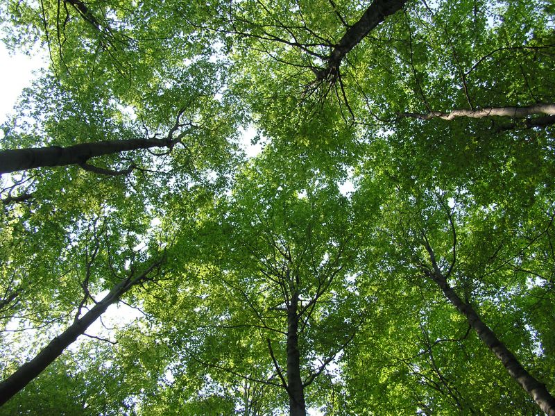 Národnú dohodu o strome podporia konferenciou