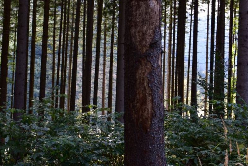 Smrek napadnutý lykožrútom 