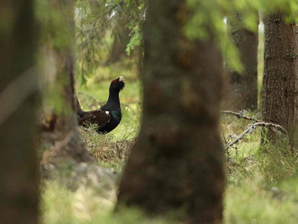 Hluch&aacute;ň h&ocirc;rny 