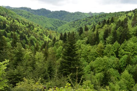 Porasty na území Lesnej správy Malcov 