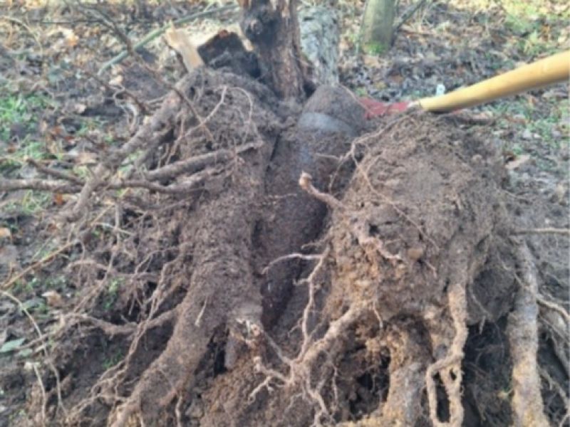 Zdroj: Internetová stránka Lesy ČR