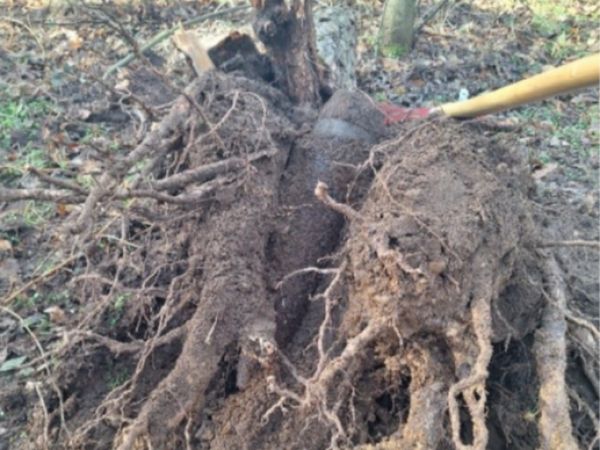 Zdroj: Internetová stránka Lesy ČR