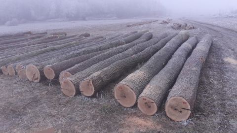 Dubové výrezy pripravené na verejnú dražbu dreva