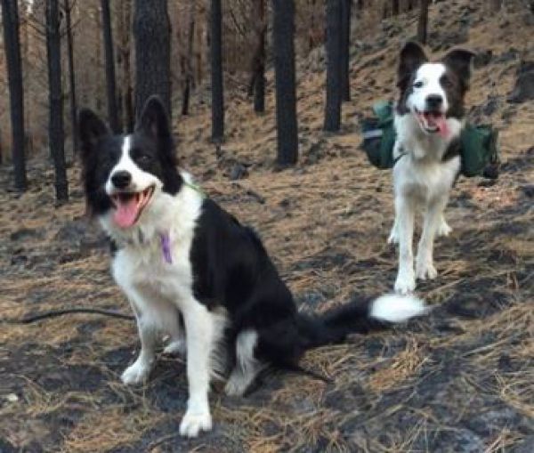 &Scaron;tvornoh&iacute; pomocn&iacute;ci lesn&iacute;kov