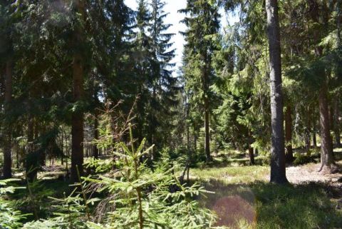Optimálny biotop hlucháňa ako výsledok práce lesníckych odborníkov v Mestských lesoch Kremnica 