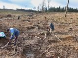 Obnova kalamitn&yacute;ch pl&ocirc;ch zalesňovan&iacute;m v Brdoch 