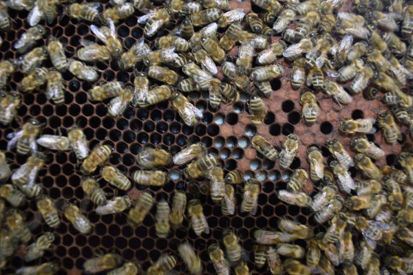 Ilustračn&eacute; foto Jozef Marko