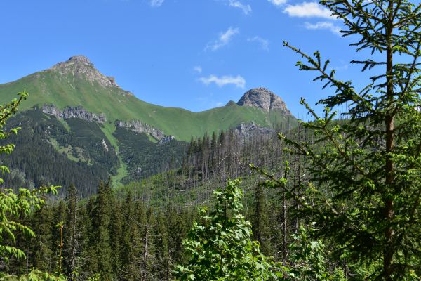Rozpadaj&uacute;ce sa vysokohorsk&eacute; smrečiny v bezz&aacute;sahovom režime 