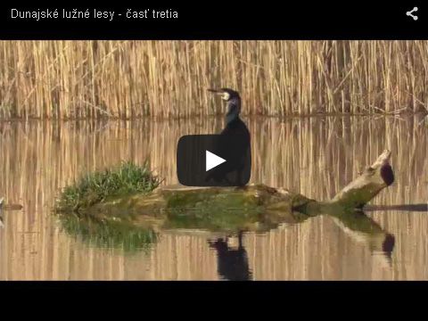 Dunajsk&eacute; Lužn&eacute; lesy - časť tretia