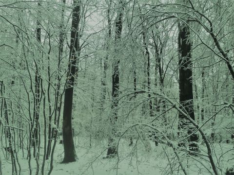 Ilustračná fotografia zimného lesa