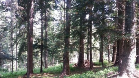 Vitálny jedľový porast v Obecných lesoch Ihľany 