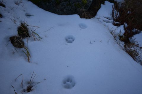 Stopy rysa v snehu v Rovienkovej doline
