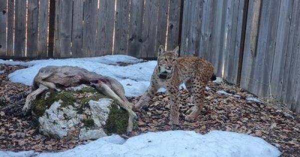 Odchytený rys Lukáš