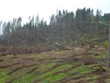 Záber na Baranovú bezprostredne po vyčíňaní vetra, ktorú museli lesníci spracovať