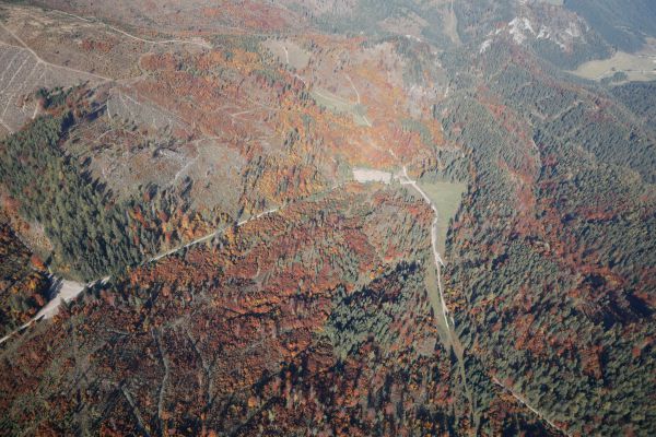 V lokalite Vern&aacute;r sa p&ocirc;vodn&eacute;ho porastu s prevahou nep&ocirc;vodn&eacute;ho rovnovek&eacute;ho smreka postupne st&aacute;va druhovo diferencovan&yacute; les 