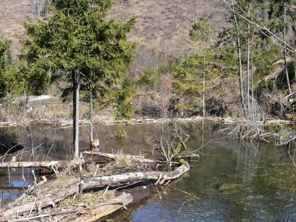 Jedna z hrádzí postavených bobrami v Javorovej doline 