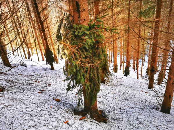 Ochrana kmeňov vetvami 