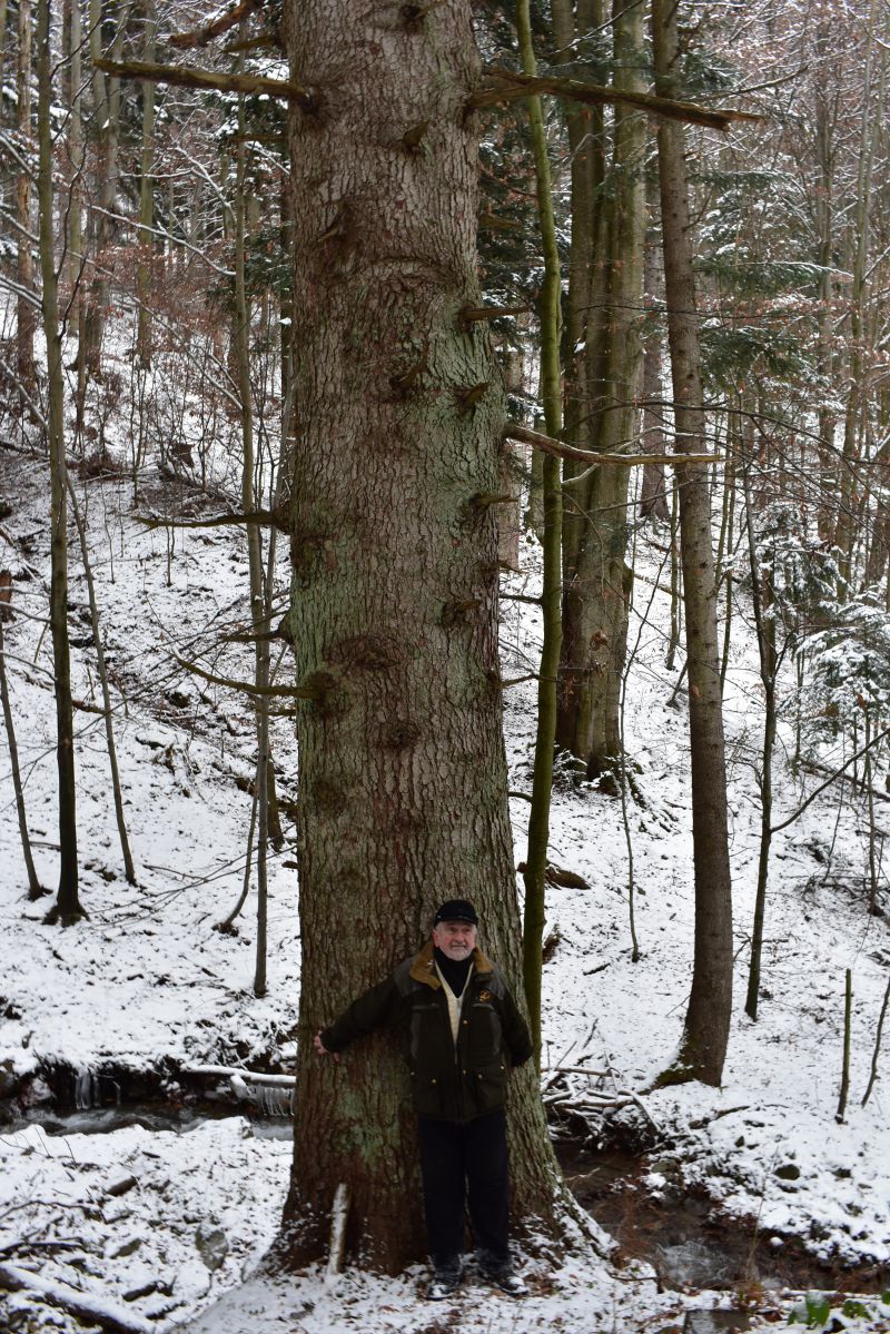 Ladislav Malák pri jedli, pod ktorou prvýkrát uzrel svetlo sveta pred 76 rokmi