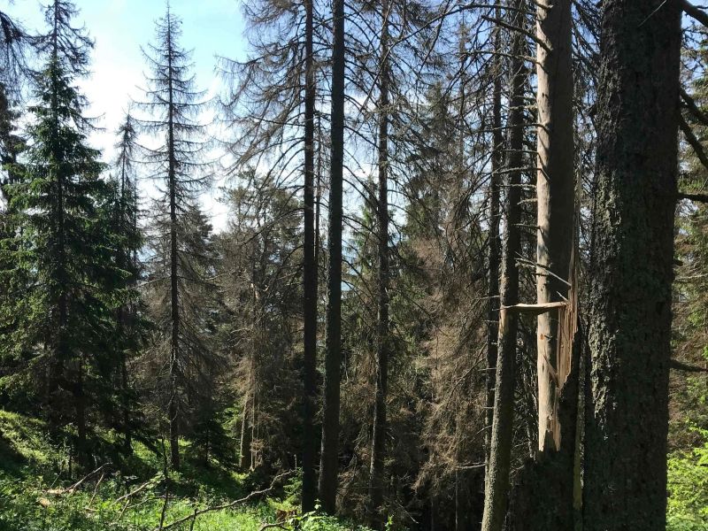 Bezzásah v Jaloveckej doline