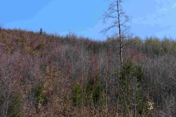 Obnovené kalamitné plochy s prípravnými drevinami pri Oščadnici