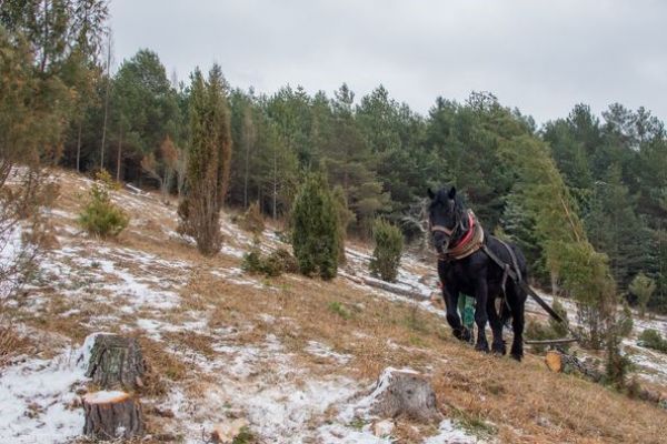 Ochran&aacute;rska aktivita na Svarkovici 