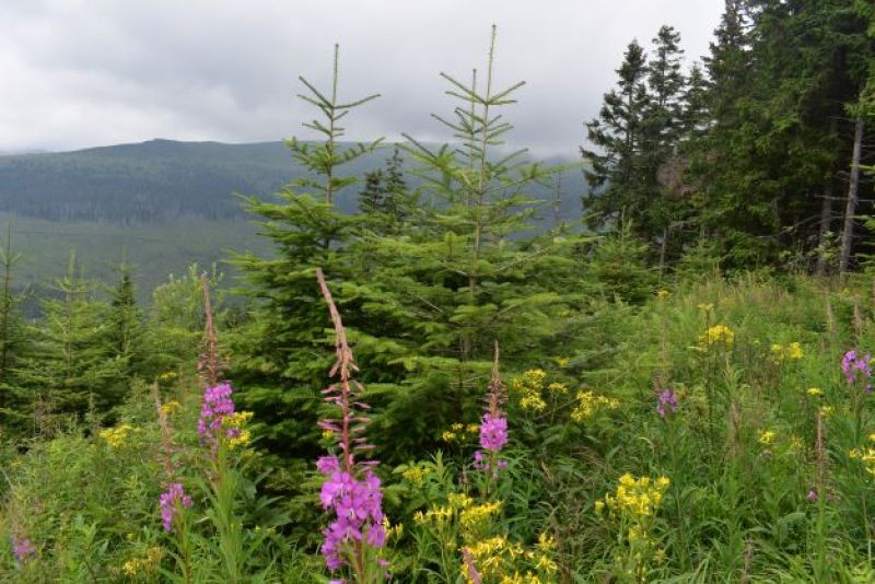 Ilustračné foto Jozef Marko