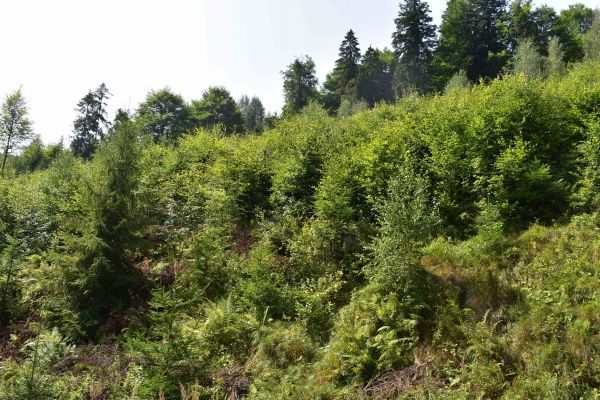 Ilustračné foto: Jozef Marko 