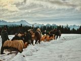 Na saniach po zvernici v Tatranskej Javorine 