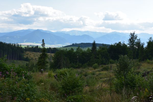 Urb&aacute;rnici z Bobrovca obnovuj&uacute; kalamitn&eacute; plochy po vyč&iacute;ňan&iacute; v&iacute;chrice Žofia
