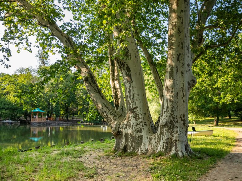 Jeden z finalistov súťaže Strom roka 2025 - platan vo Voderadoch 