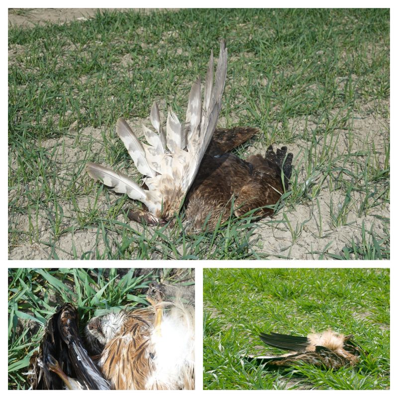 Otrávené dravé vtáky 