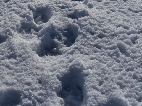 Stopy vlka v snehu 