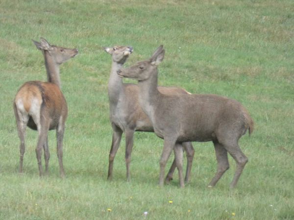Ilustračné foto: archív Lesmedium.sk 