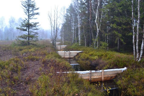 Jeden z &uacute;spe&scaron;n&yacute;ch projektov Lesov ČR - obnova ra&scaron;elini&scaron;ťa v Karlovarskom kraji