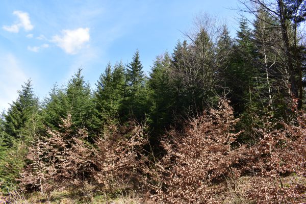 Ilustračn&eacute; foto Jozef Marko