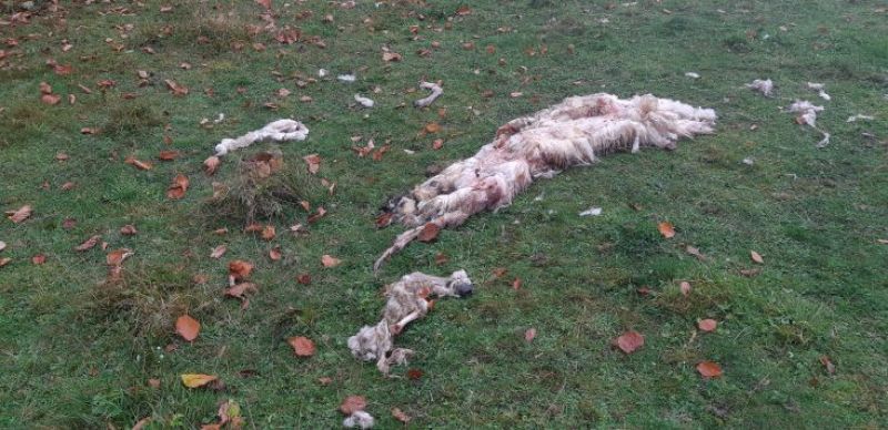 Zvyšky ovce roztrhanej medveďom 