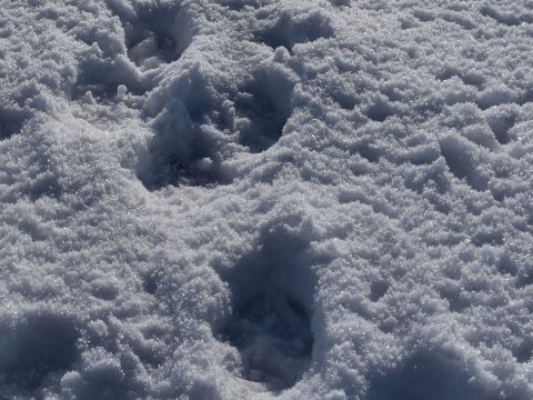 Vlčie stopy v snehu na Gemeri 