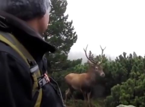 Stretnutie s jeleňom v Tatrách