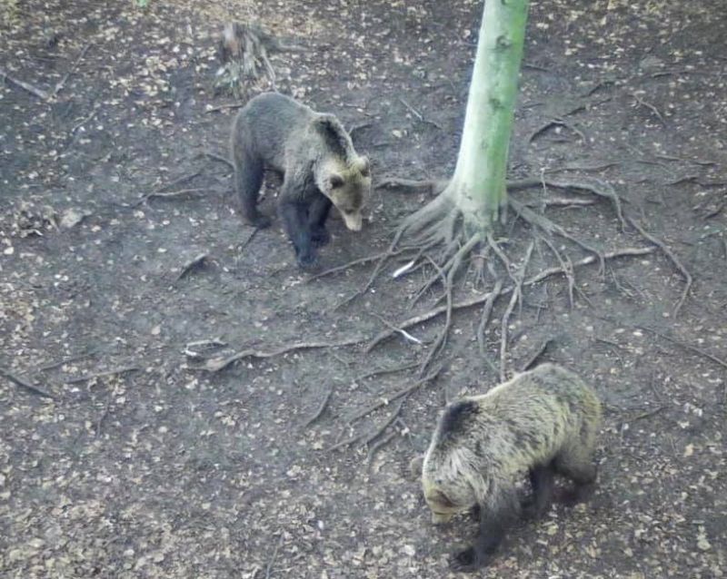 Ilustračn&eacute; foto: FB skupina Medvede na Slovensku. 