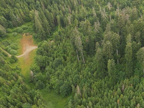 Pohľad z dronu na porasty v Michalovej s poškodenou jedľou 