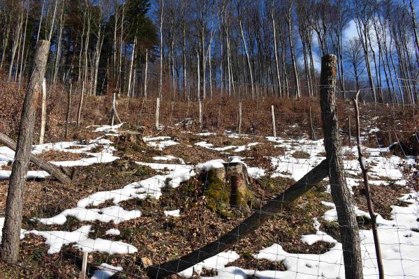 Ochrana jedle v opl&ocirc;tku na Poles&iacute; Čermeľ 