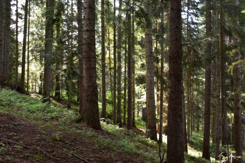 Zdravý jedľový porast 