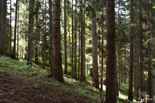 Zdravý jedľový porast 