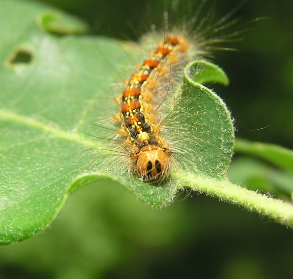 Nebezpečn&aacute; h&uacute;senica mn&iacute;&scaron;ky veľkohlavej