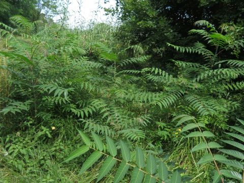 Invázny pajaseň žliazkatý 